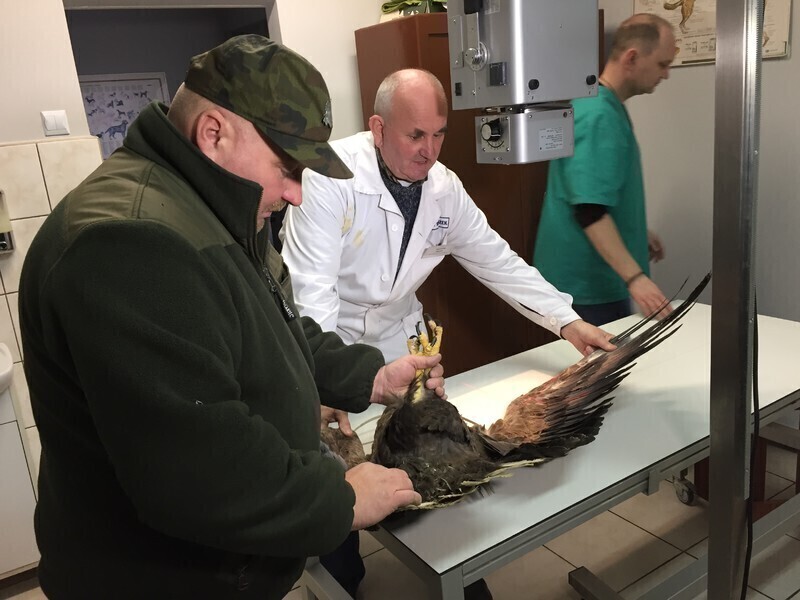 Zdjęcie 4: Ranny orzeł znaleziony w naszym regionie
