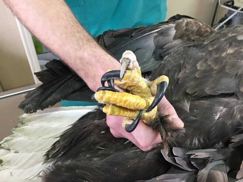 Zdjęcie 8: Ranny orzeł znaleziony w naszym regionie