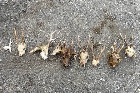 Zdjęcie 3: Miał w domu nielegalny tytoń i trofea łowieckie