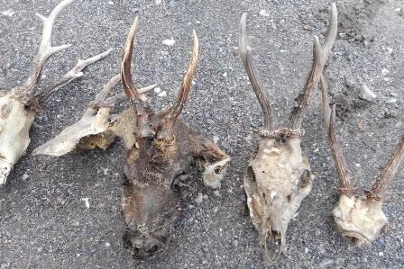 Zdjęcie 4: Miał w domu nielegalny tytoń i trofea łowieckie