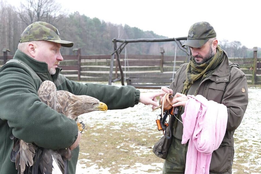 Zdjęcie 1: Dalsze losy rannego bielika