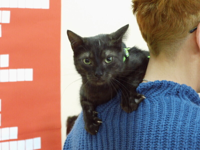 Zdjęcie 1: Koci dzień na UJK