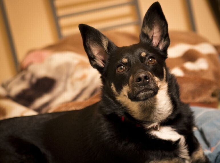 Schronisko dla zwierząt w Piotrkowie. Dlaczego tym razem bez przetargu