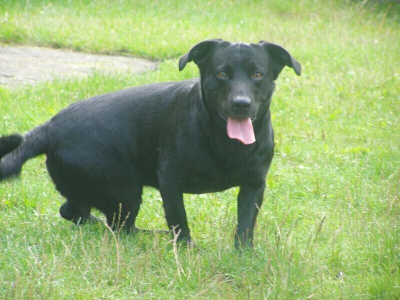 Gdzie dzwonić w sprawie bezpańskich psów