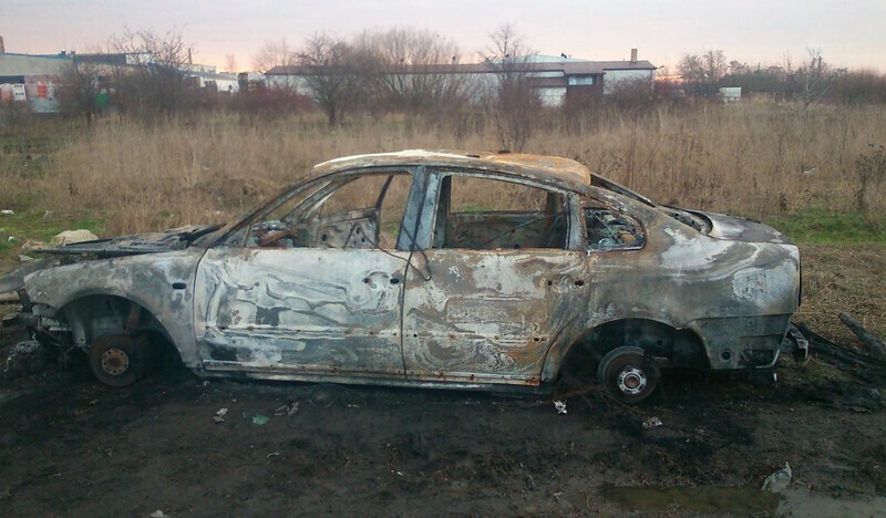 Zdjęcie 4: Można wyczesać psa, można pasać krowy...