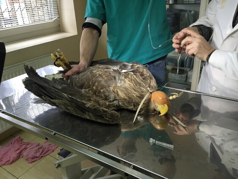 Zdjęcie 1: Postrzelony bielik nie żyje