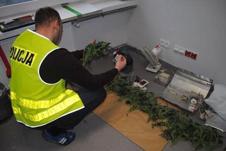 Zdjęcie 1: Uprawiał konopie indyjskie w piwnicy