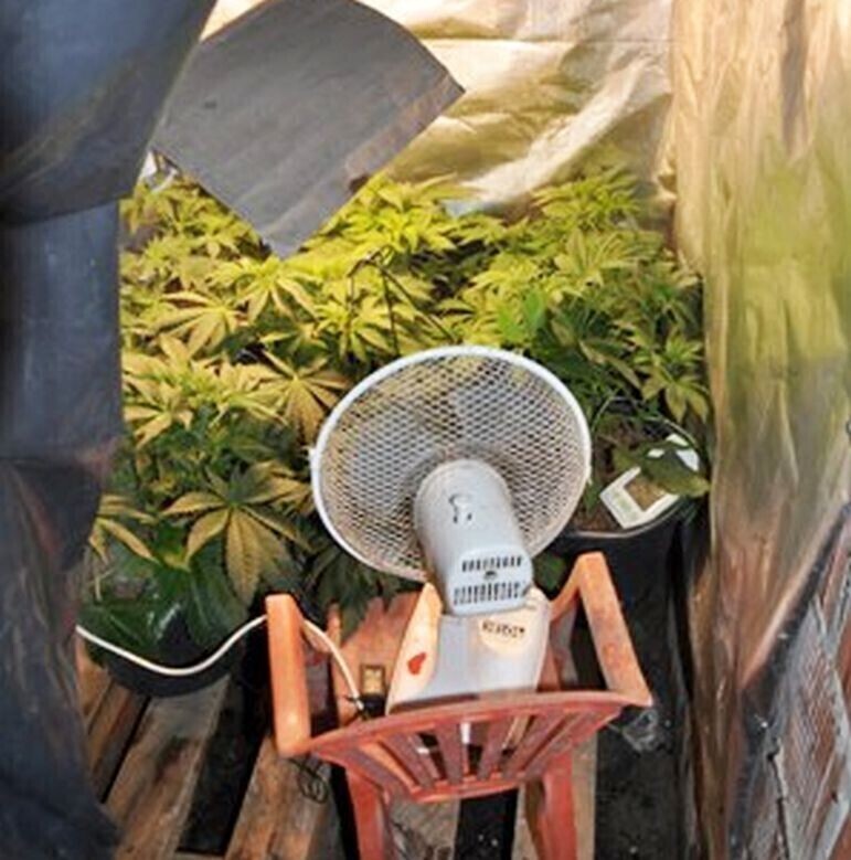 Zdjęcie 2: Uprawiał konopie indyjskie w piwnicy