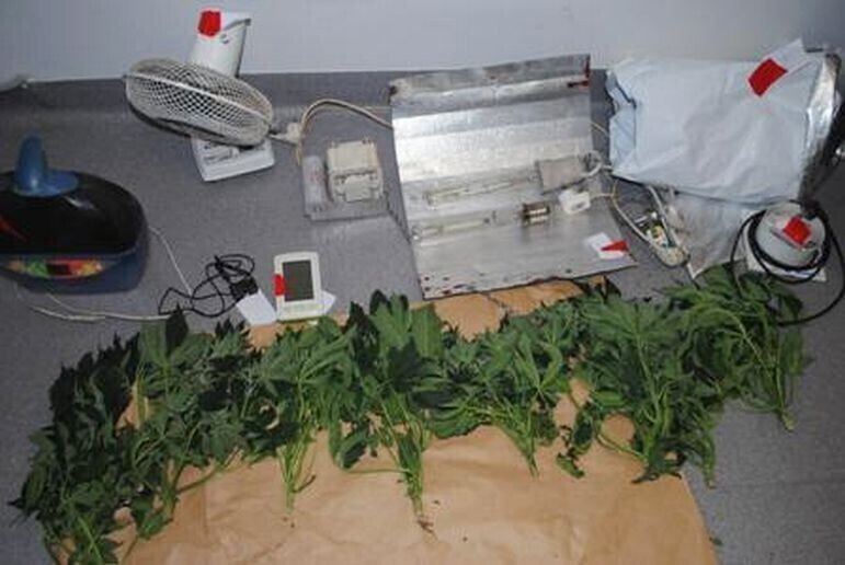 Zdjęcie 3: Uprawiał konopie indyjskie w piwnicy