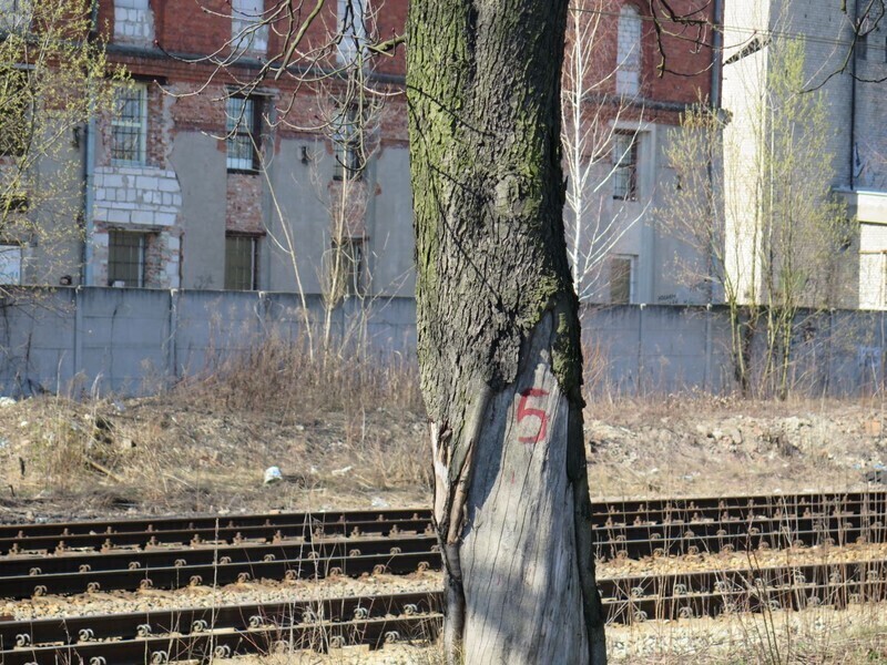 Zdjęcie 5: PKP PLK chcą nam wyciąć 20 drzew