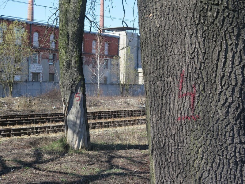 Zdjęcie 6: PKP PLK chcą nam wyciąć 20 drzew