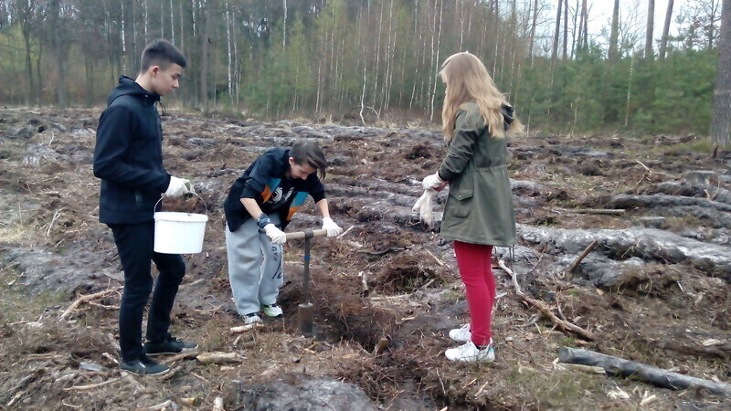 Zdjęcie 3: Posadzili las