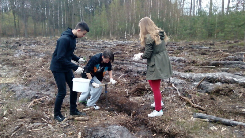 Zdjęcie 4: Posadzili las