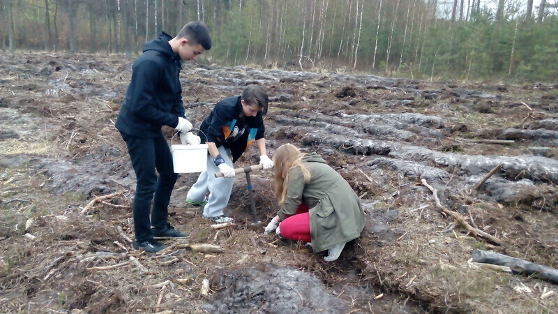 Zdjęcie 6: Posadzili las