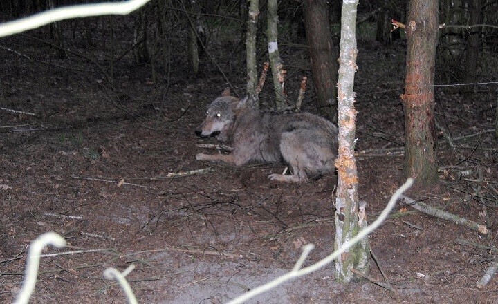 Zdjęcie 1: Wilk złapał się we wnyki