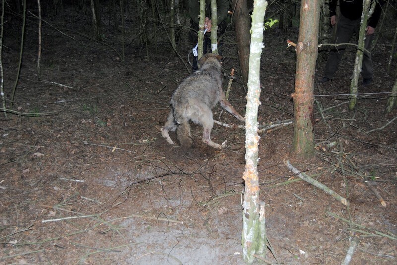 Zdjęcie 3: Wilk złapał się we wnyki