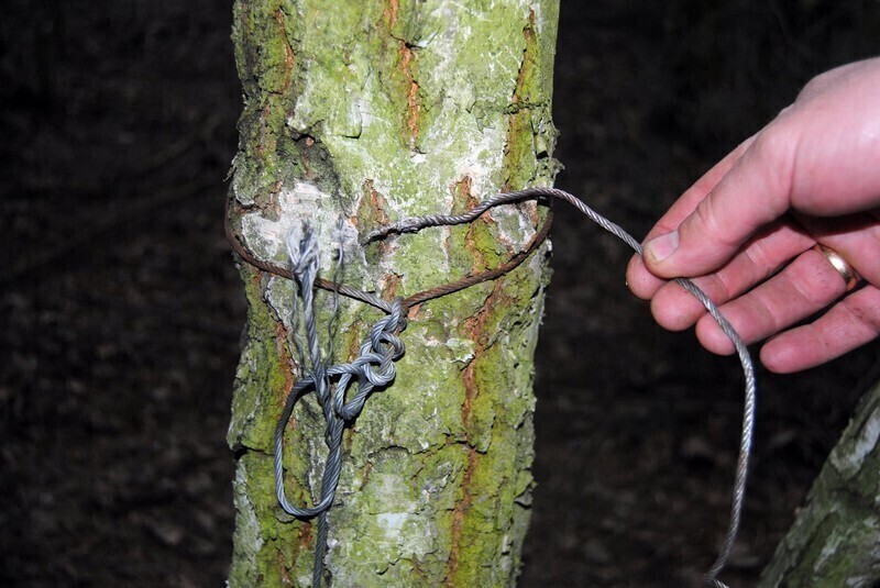 Zdjęcie 5: Wilk złapał się we wnyki