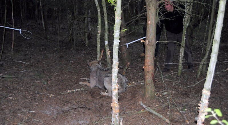 Zdjęcie 6: Wilk złapał się we wnyki