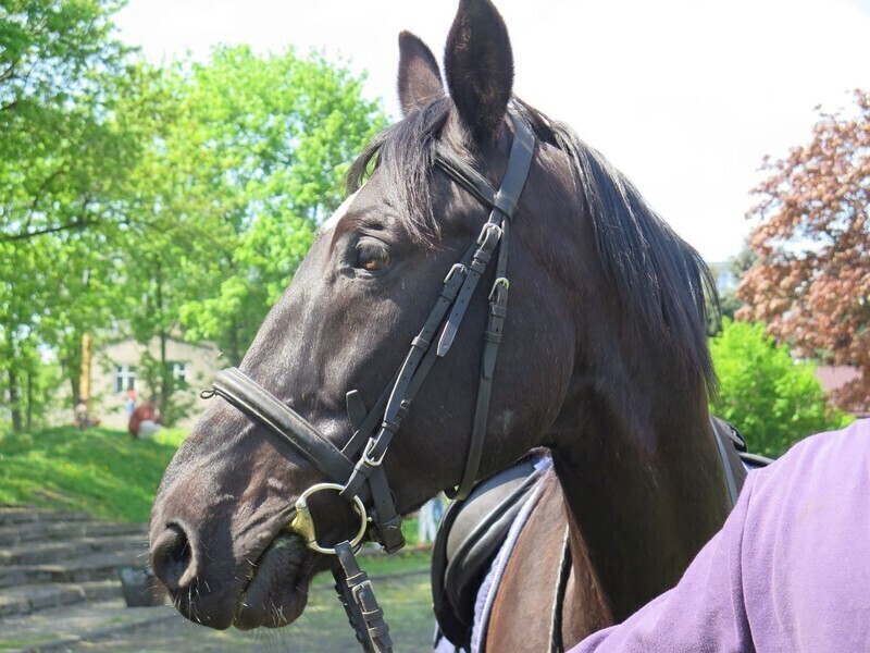 Zdjęcie 16: Chrzest Polan w Wiosce Wikinga 