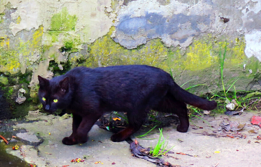 Jak pech to pech. Dziś piątek trzynastego