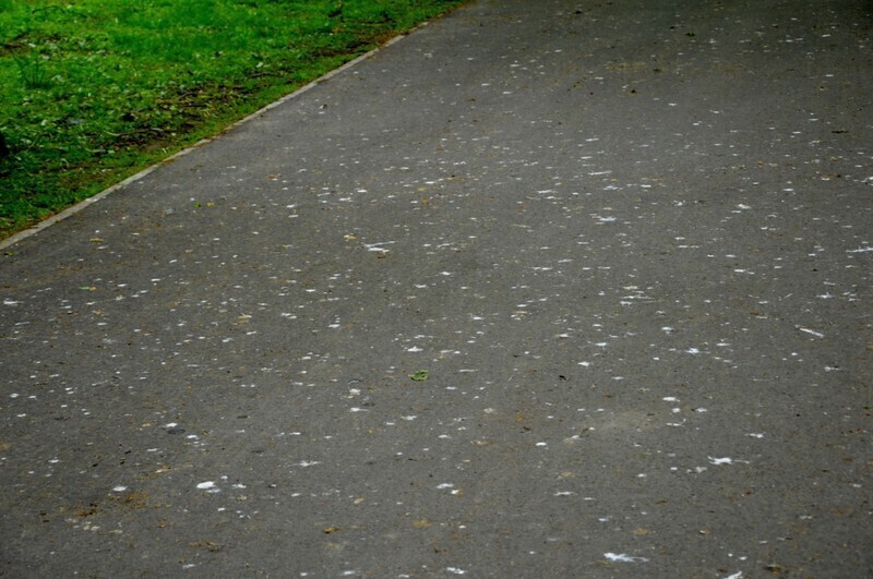 Zdjęcie 5: Liczyli ptaki w parku Poniatowskiego 