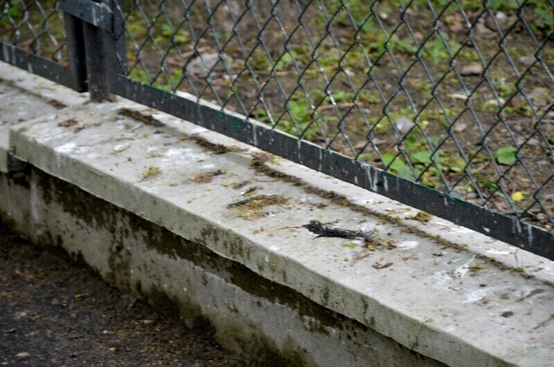 Zdjęcie 6: Liczyli ptaki w parku Poniatowskiego 