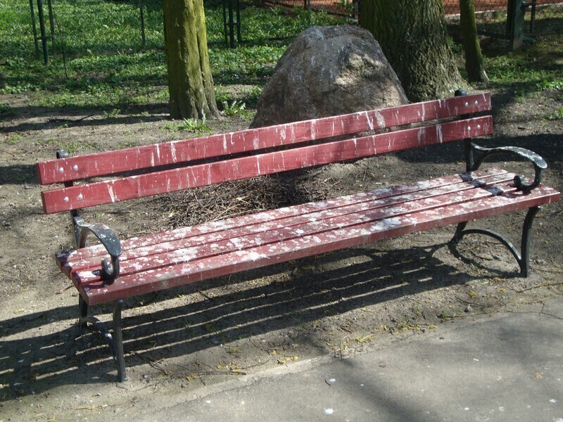 Zdjęcie 7: Liczyli ptaki w parku Poniatowskiego 