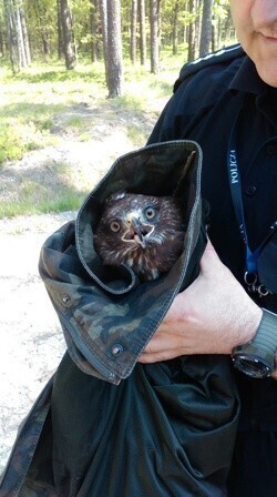 Ranny myszołów uratowany