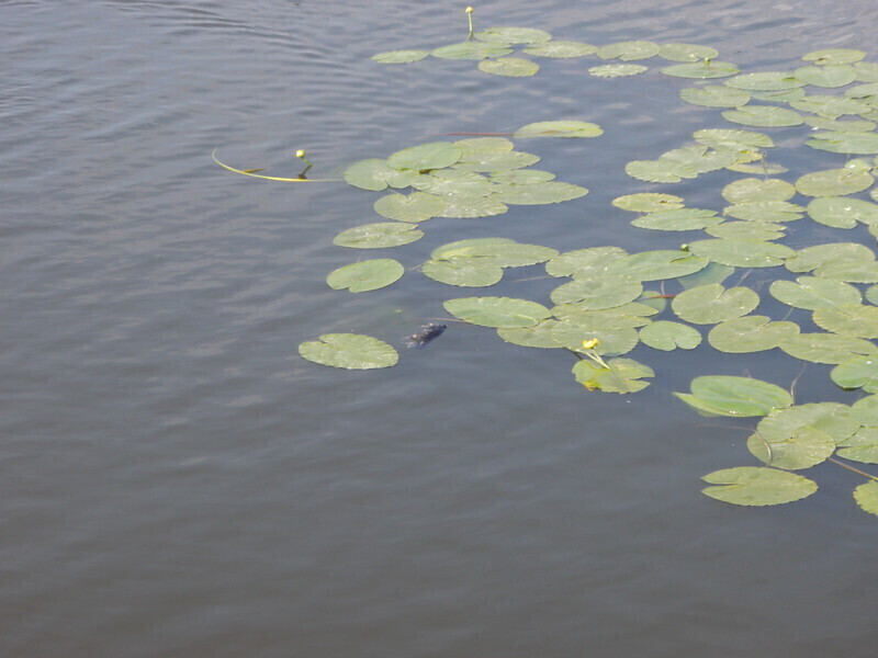 Zdjęcie 1: Kto utopił szczenięta?