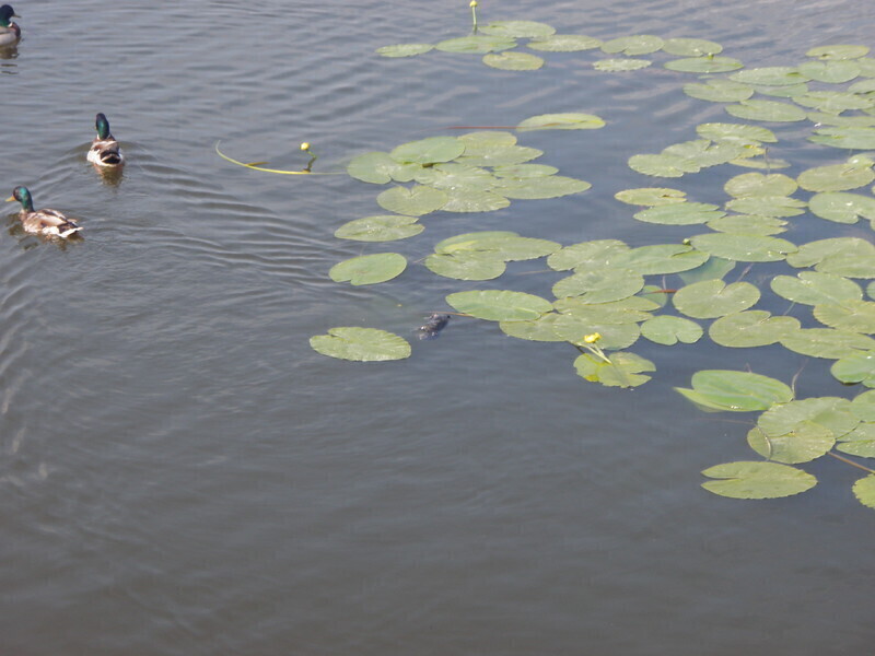 Zdjęcie 2: Kto utopił szczenięta?
