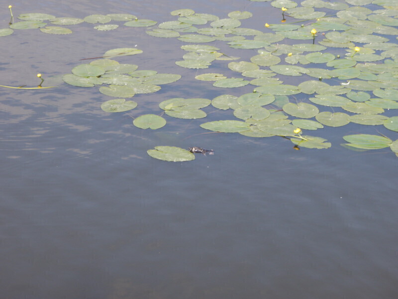 Zdjęcie 4: Kto utopił szczenięta?