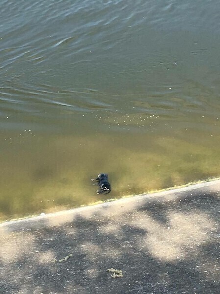 Zdjęcie 6: Kto utopił szczenięta?