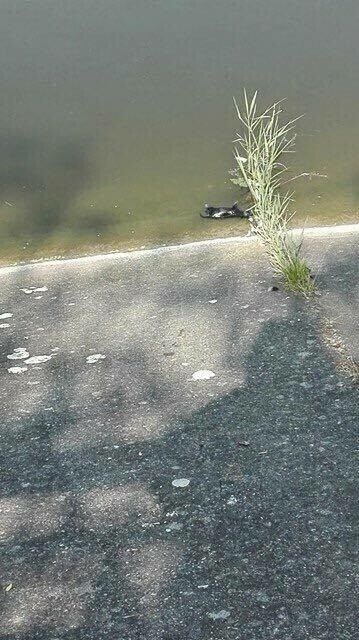 Zdjęcie 7: Kto utopił szczenięta?