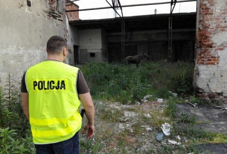 Zdjęcie 1: Uratowali łabędzia i parę łosi