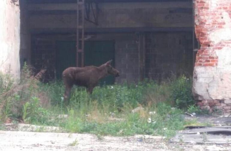 Zdjęcie 2: Uratowali łabędzia i parę łosi