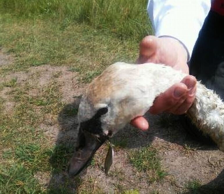 Zdjęcie 3: Uratowali łabędzia i parę łosi