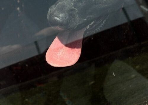 Zamknęła psa w samochodzie i poszła do kosmetyczki