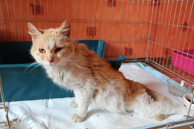 Zdjęcie 2: Przez kilka dni leżał sam. Głodny i sparaliżowany