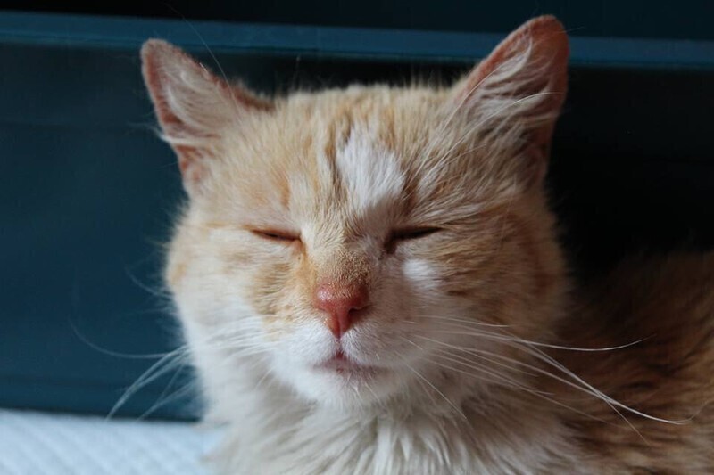 Zdjęcie 3: Przez kilka dni leżał sam. Głodny i sparaliżowany