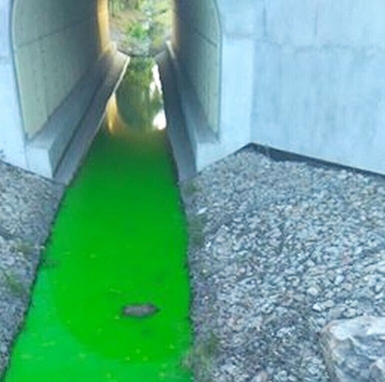 Zdjęcie 2: Dlaczego Strawa jest zielona? 