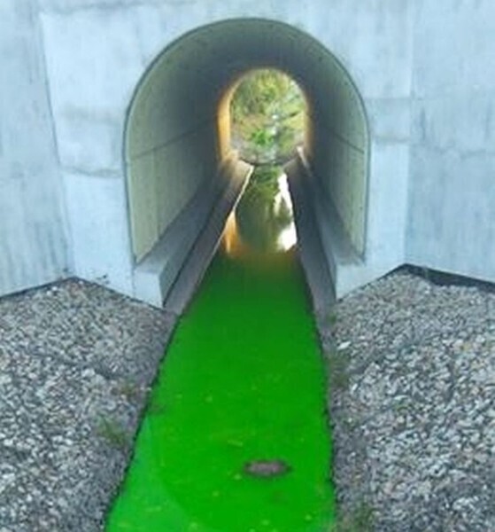 Zdjęcie 3: Dlaczego Strawa jest zielona? 