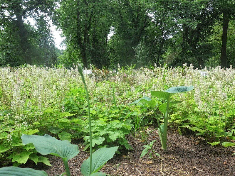 Zdjęcie 2: W niedzielę świętujemy 100-lecie parku w Piotrkowie