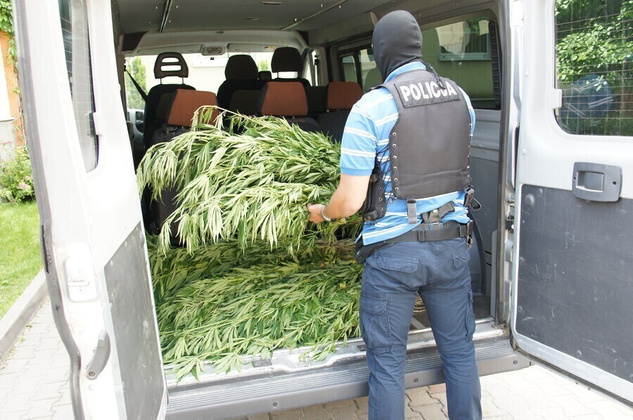 Policja wykryła 680 krzaków konopi indyjskich