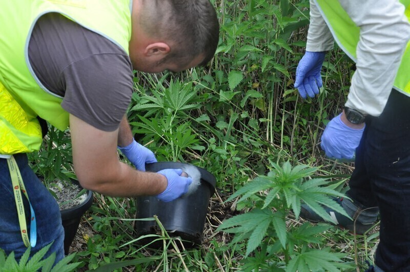 Zdjęcie 3: Konopie indyjskie znaleźli w tataraku 