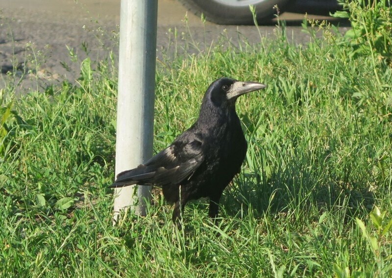 Zdjęcie 2: Brudzą, hałasują i... atakują?