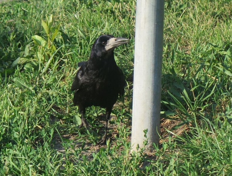 Zdjęcie 3: Brudzą, hałasują i... atakują?