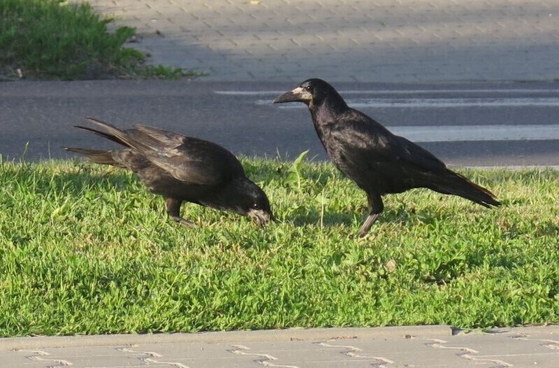 Zdjęcie 4: Brudzą, hałasują i... atakują?