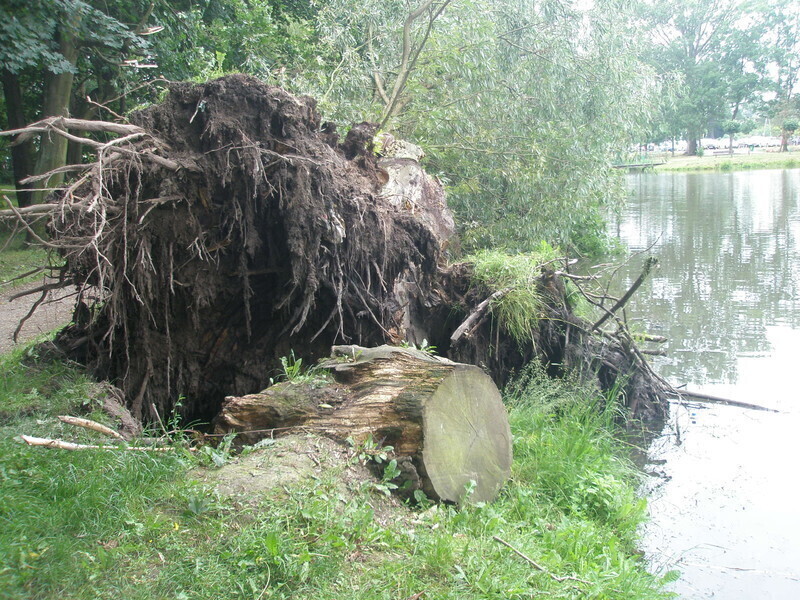 Przewrócone drzewo w parku Belzackim