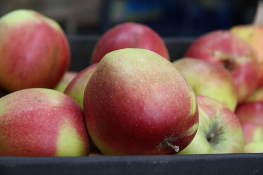 80 ton darmowych jabłek dla mieszkańców gminy Wola Krzysztoporska
