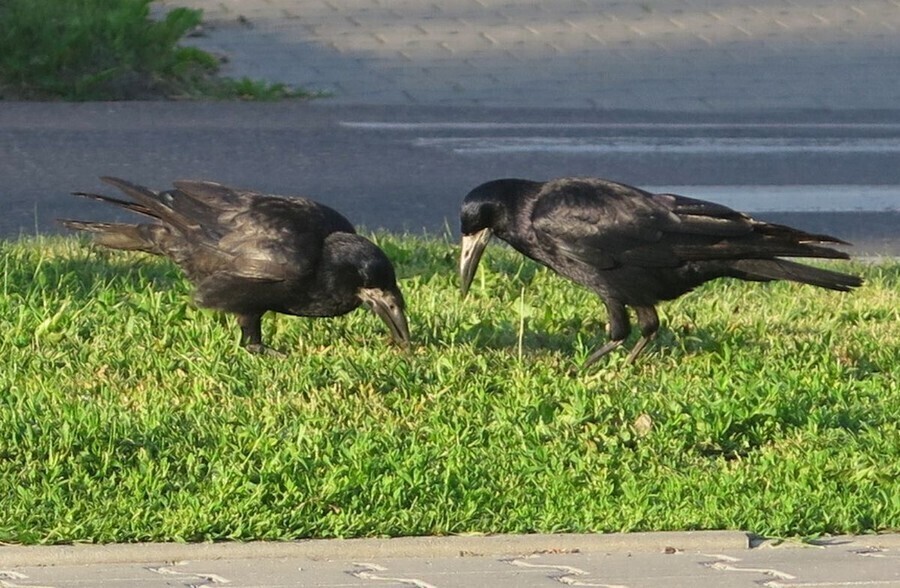 Będzie sokolnik będzie zrzucanie gniazd. Wojna została wypowiedziana